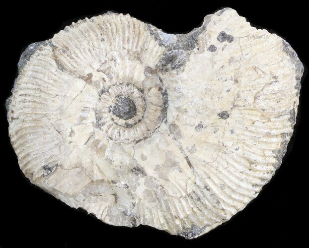 Bargain, Kosmoceras Ammonite - England #42650
